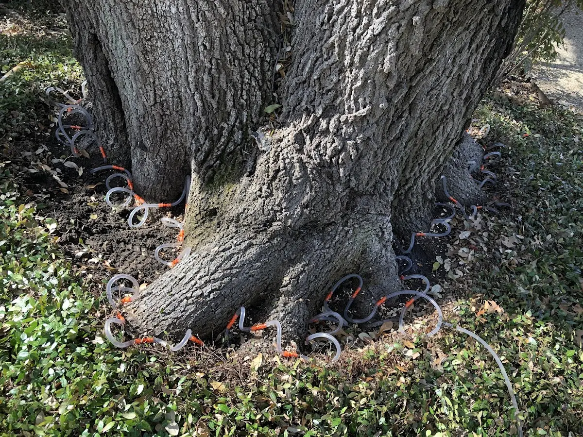 Detailed Tree Cabling and Bracing job site in Bellmawr