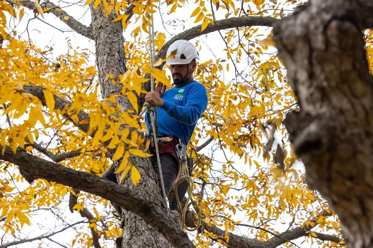 Skilled Tree Planing crew working in Bellmawr